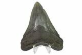 Fossil Megalodon Tooth - South Carolina #130807-2